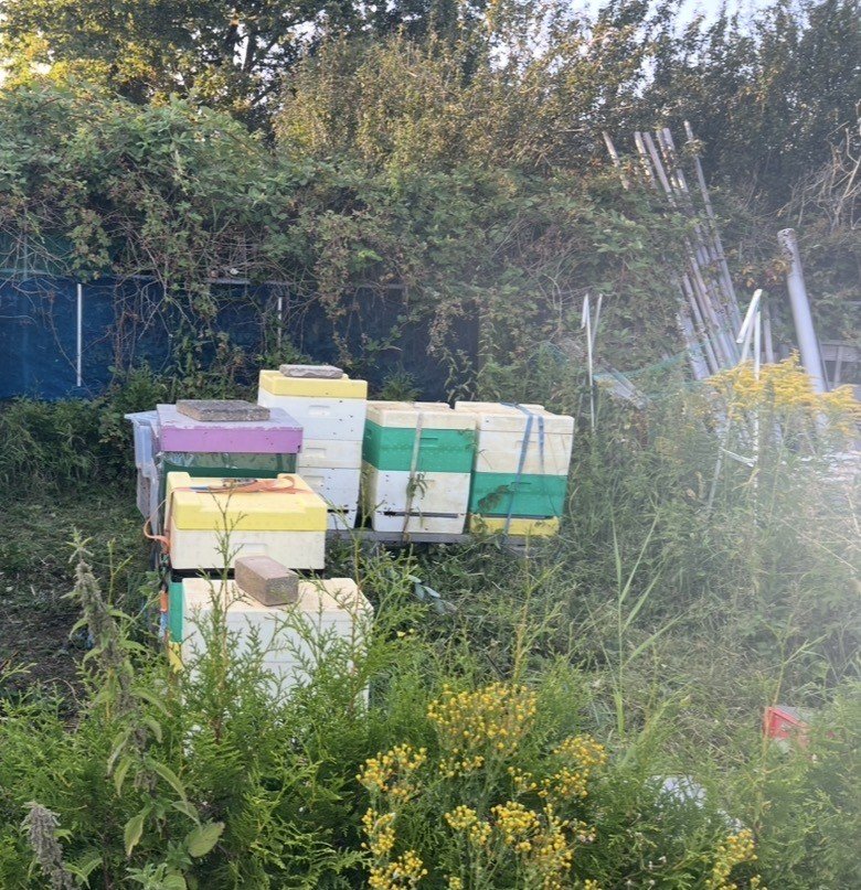 Bijenkasten van MikkyFast Gold Nectar tussen het groen in Zandvoort