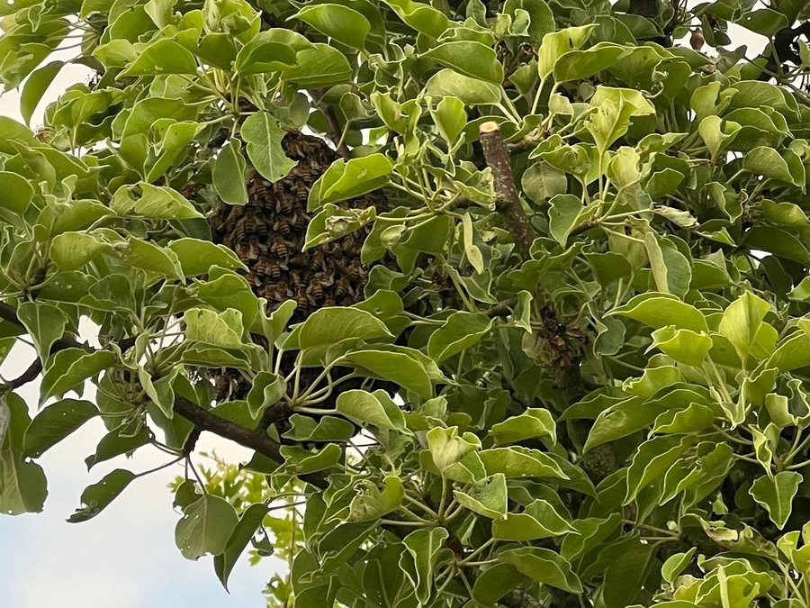 Bijenzwerm van MikkyFast Gold Nectar in een boom