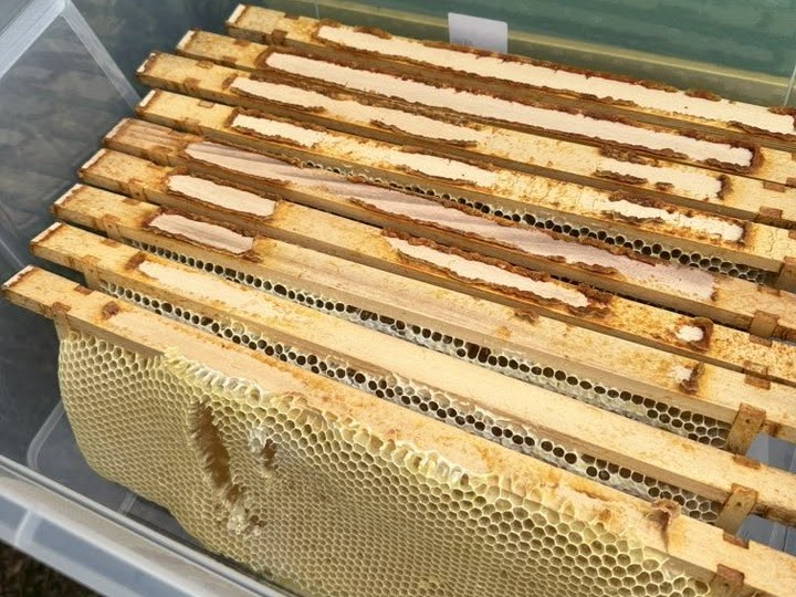 Geoogste honingraten van MikkyFast Gold Nectar